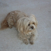 Photo de Lhassa apso