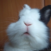 Photo de Lapin