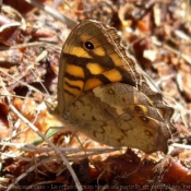 Photo de Papillon