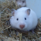 Photo de Hamster