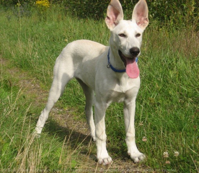 Photo de Berger blanc suisse