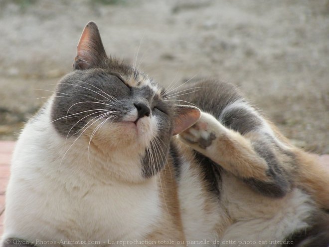 Photo de Chat domestique