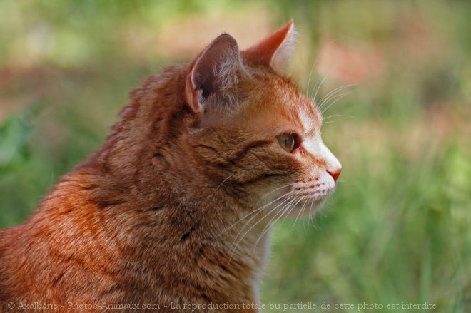 Photo de Chat domestique