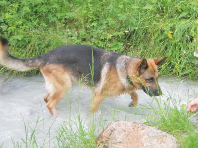 Photo de Berger allemand  poil court