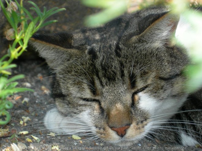 Photo de Chat domestique