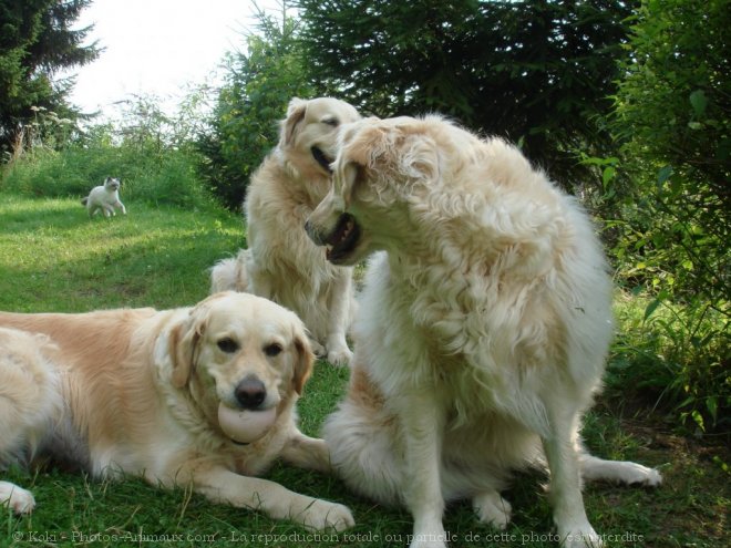 Photo de Golden retriever