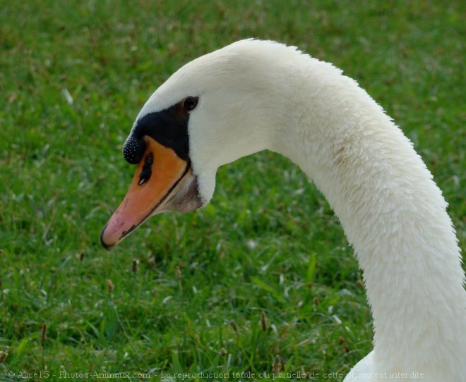 Photo de Cygne