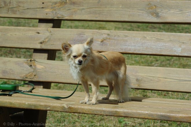 Photo de Chihuahua  poil long