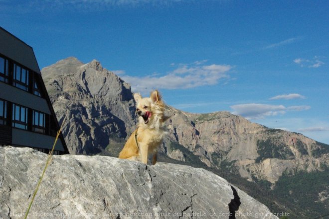 Photo de Chihuahua  poil long