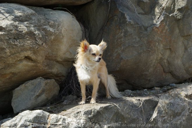 Photo de Chihuahua  poil long