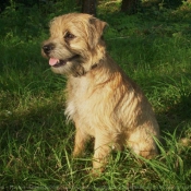 Photo de Border terrier