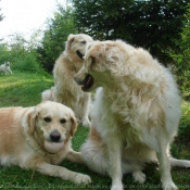 Photo de Golden retriever