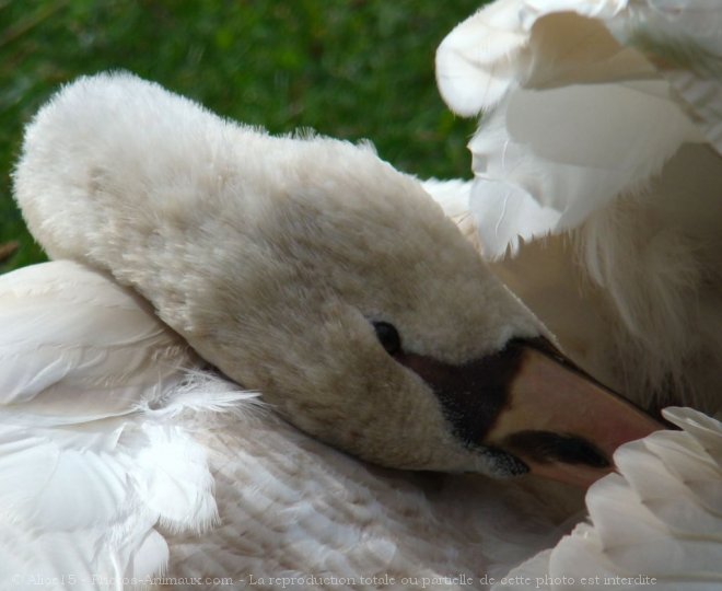 Photo de Cygne