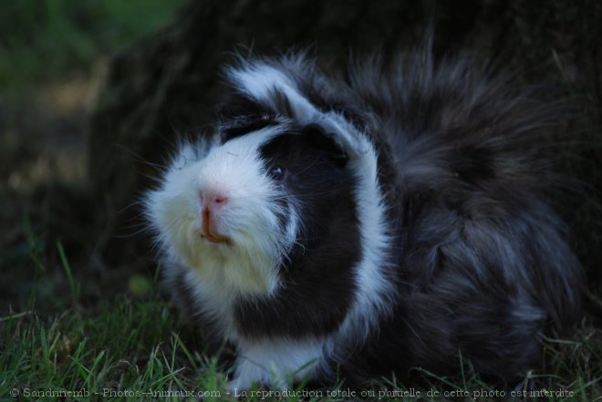 Photo de Cochon d'inde - abyssin / rosette