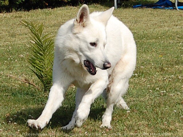 Photo de Berger blanc suisse