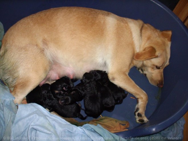 Photo de Labrador retriever