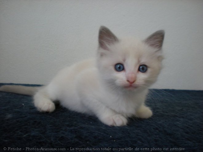 Photo de Ragdoll