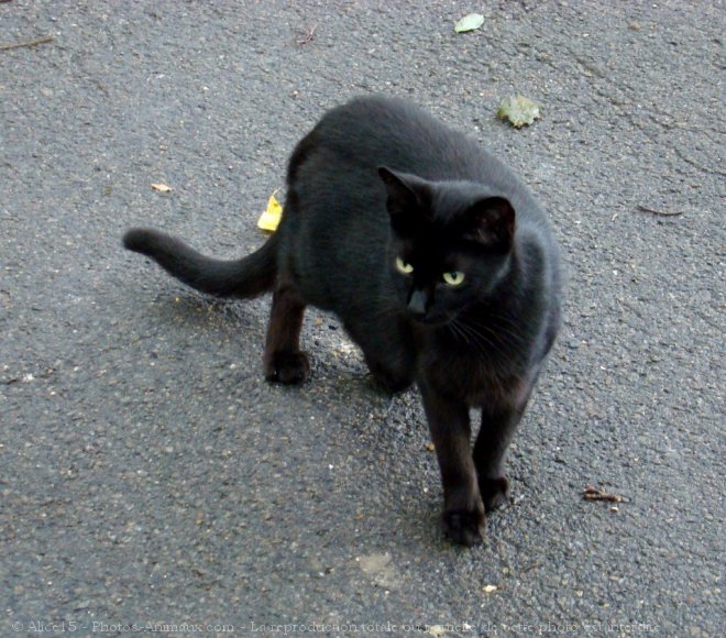 Photo de Chat domestique