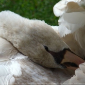 Photo de Cygne