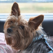 Photo de Yorkshire terrier