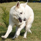 Photo de Berger blanc suisse