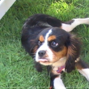 Photo de Cavalier king charles spaniel