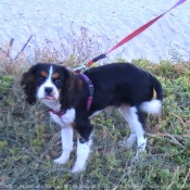 Photo de Cavalier king charles spaniel