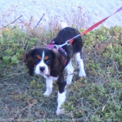 Photo de Cavalier king charles spaniel