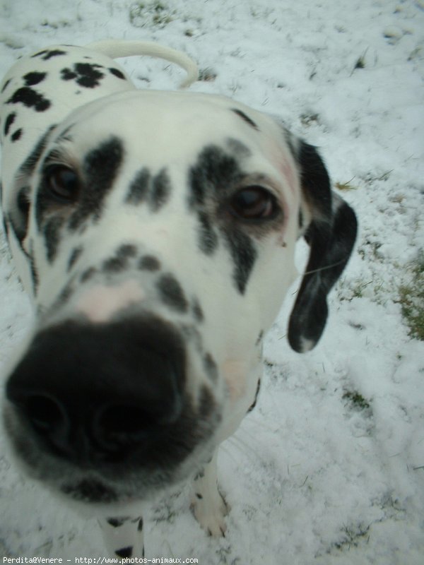 Photo de Dalmatien