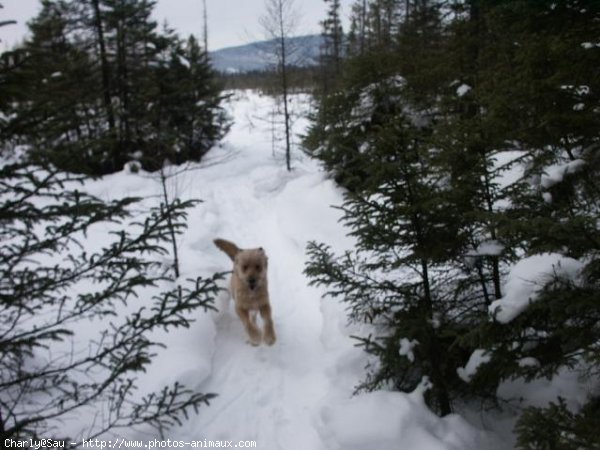 Photo de Races diffrentes