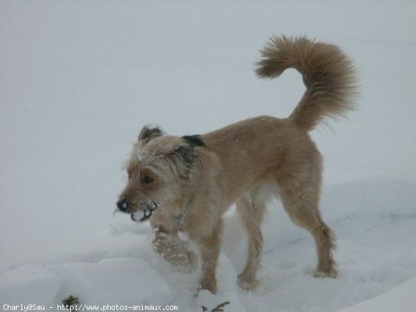 Photo de Races diffrentes