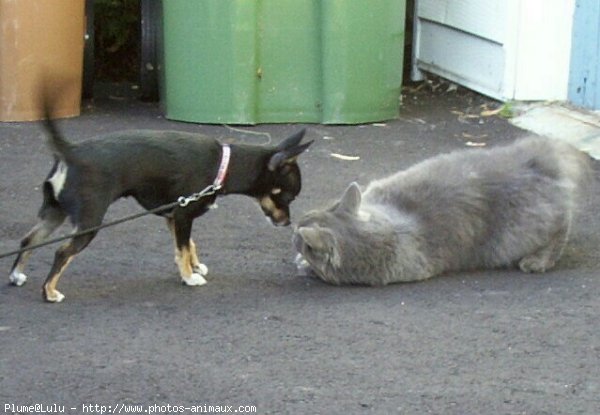 Photo de Chihuahua  poil court