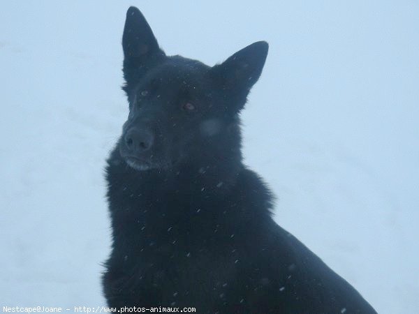 Photo de Berger belge malinois