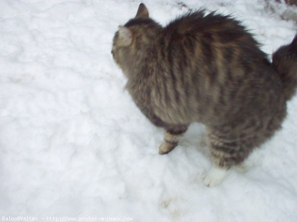 Photo de Chat domestique