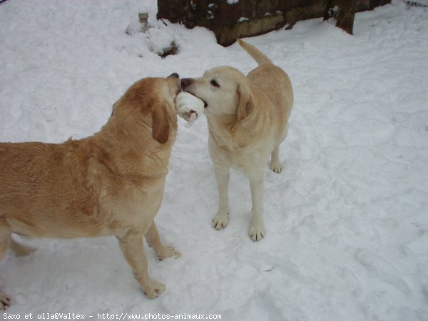 Photo de Labrador retriever