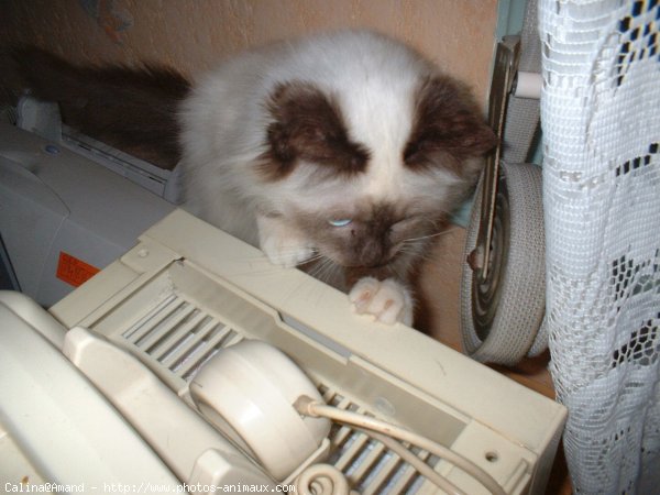 Photo de Sacr de birmanie