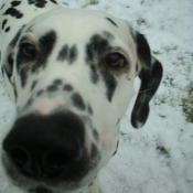 Photo de Dalmatien