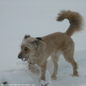 Photo de Races diffrentes