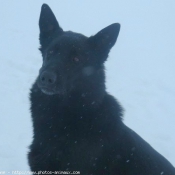 Photo de Berger belge malinois