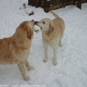 Photo de Labrador retriever