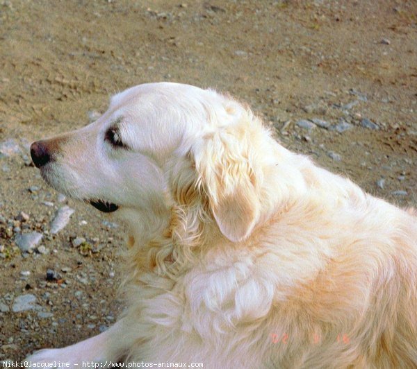 Photo de Golden retriever