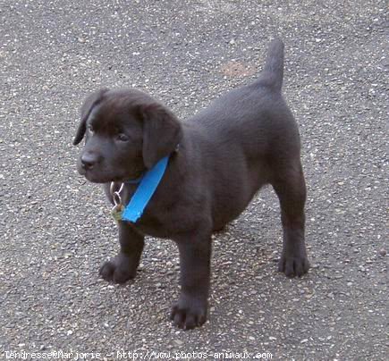 Photo de Labrador retriever