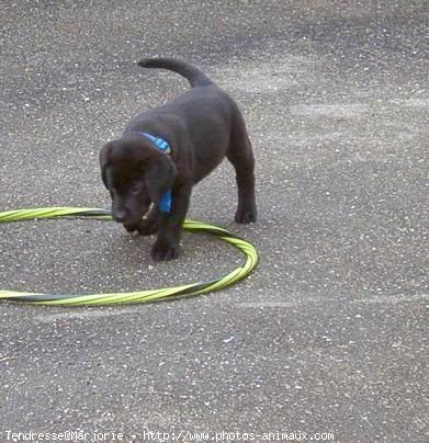 Photo de Labrador retriever