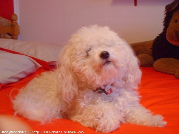 Photo de Bichon  poil fris