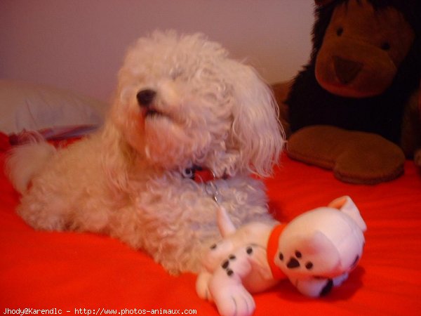 Photo de Bichon  poil fris