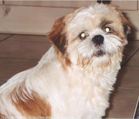 Photo de Shih tzu