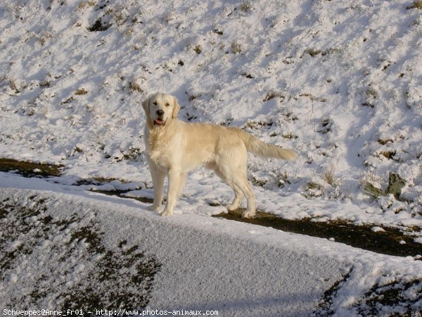 Photo de Golden retriever