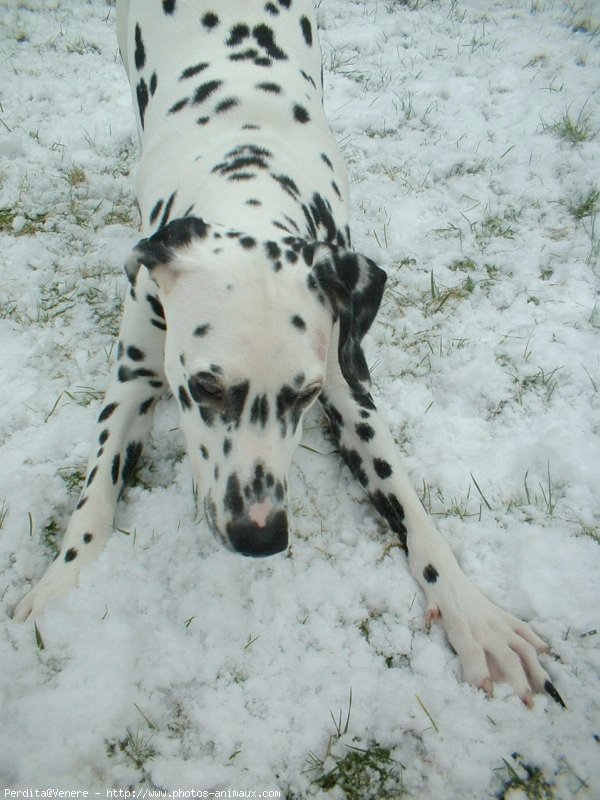 Photo de Dalmatien