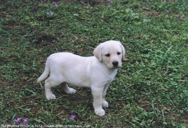 Photo de Labrador retriever