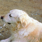 Photo de Golden retriever